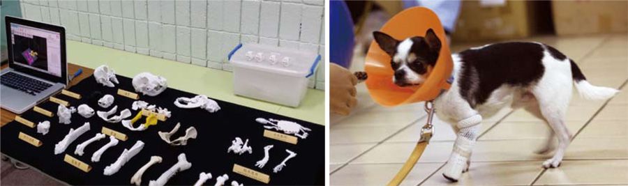 左圖：屏科大利用研發技術，以震旦3D F1列印出和真的骨骼一樣的模型骨骼。 右圖：裝上3D列印義肢的狗兒恢復過去的行動力。
