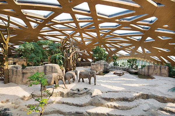 木建築不只被用於住宅，也開始應用在公共建築，瑞士蘇黎世動物園的大象館，便別出心裁使用大跨距的木構天幕，為象群營造充滿自然氣息的生活環境。