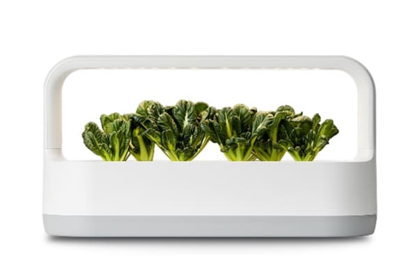 LG也將推出迷你版的「Tiiun」智能蔬菜盒。