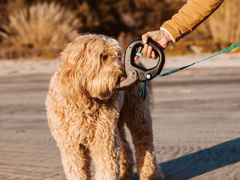 Spleash推出既是「握把」也是「水壺」的繫繩，讓人一邊遛狗也可隨時為萌犬補充水分。