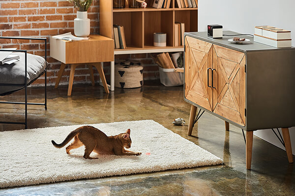 美國的Petcube Play能發出對動物無害的低強度雷射光，陪伴貓咪玩耍。