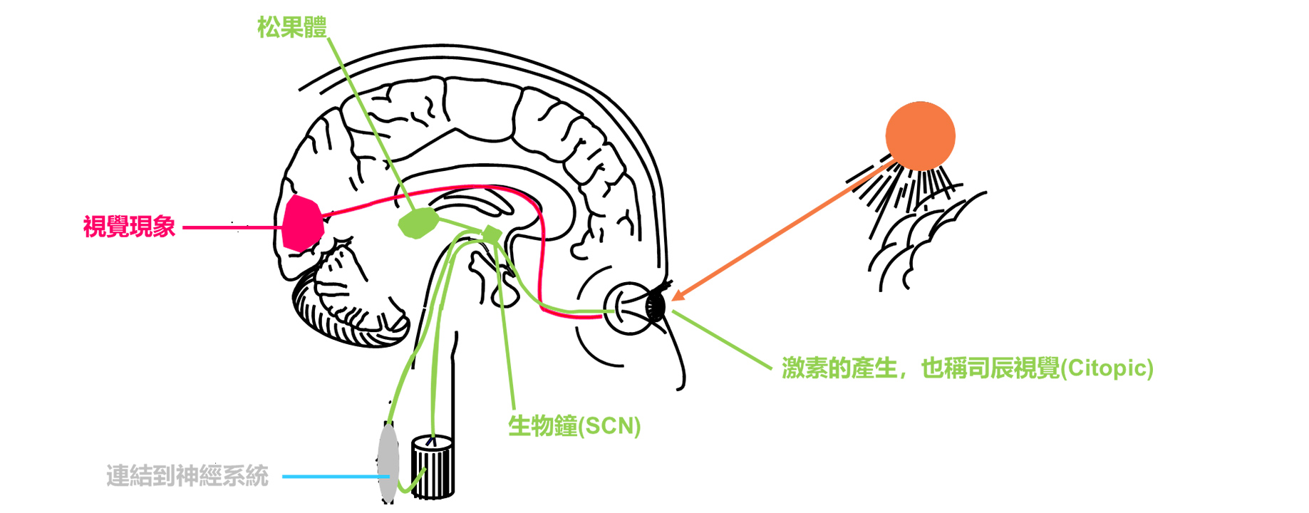 WELL健康建築|光 ‧ 辦公室的照明策略 WELL健康建築|光 ‧ 辦公室的照明策略
