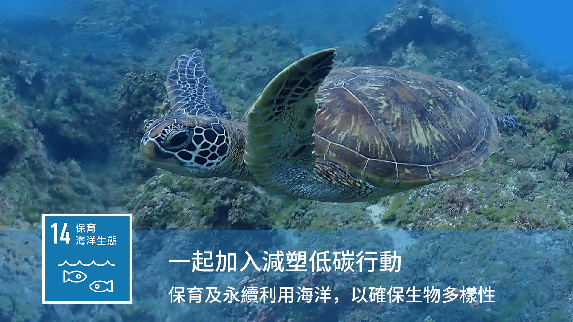 2024年震旦Green for Earth 環島淨灘|減塑,對地球好一點 震旦集團響應SDGs 14 保育海洋生態