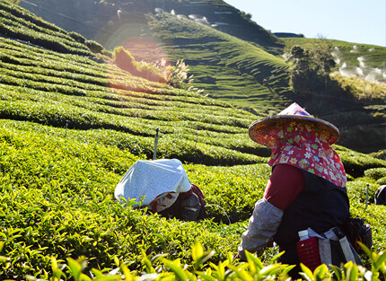 從傳承到創新—HGT華剛茶業打造獨特品牌魅力