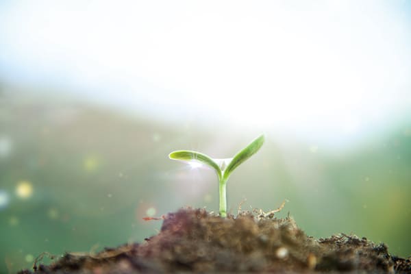 金儀發起植樹造林計畫 攜手顧客實踐ESG淨零碳排 金儀發起植樹造林計畫 攜手顧客實踐ESG淨零碳排