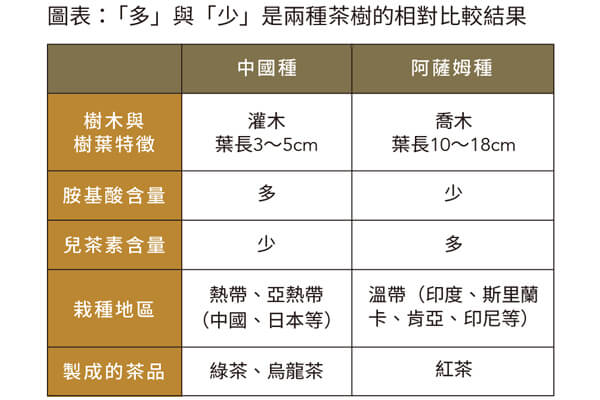 秋天品茶好時機 大師教你泡出回甘好茶 秋天品茶好時機 大師教你泡出回甘好茶